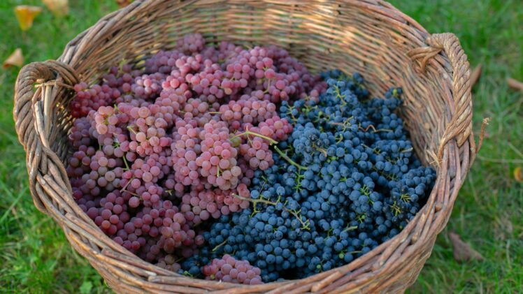 basket of wine grapes